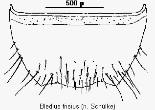 bledius_frisius_ster.gif