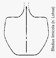 bledius_limicola_hsch.gif