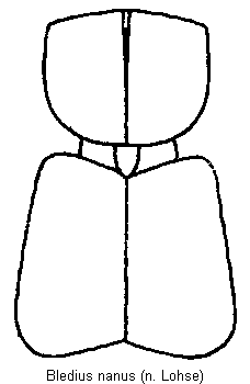 bledius_nanus_vk.gif