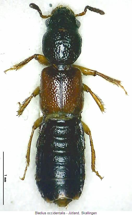 bledius_occidentalis_hab.jpg