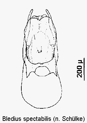 bledius_spectabilis1.gif