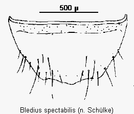 bledius_spectabilis_ster.gif