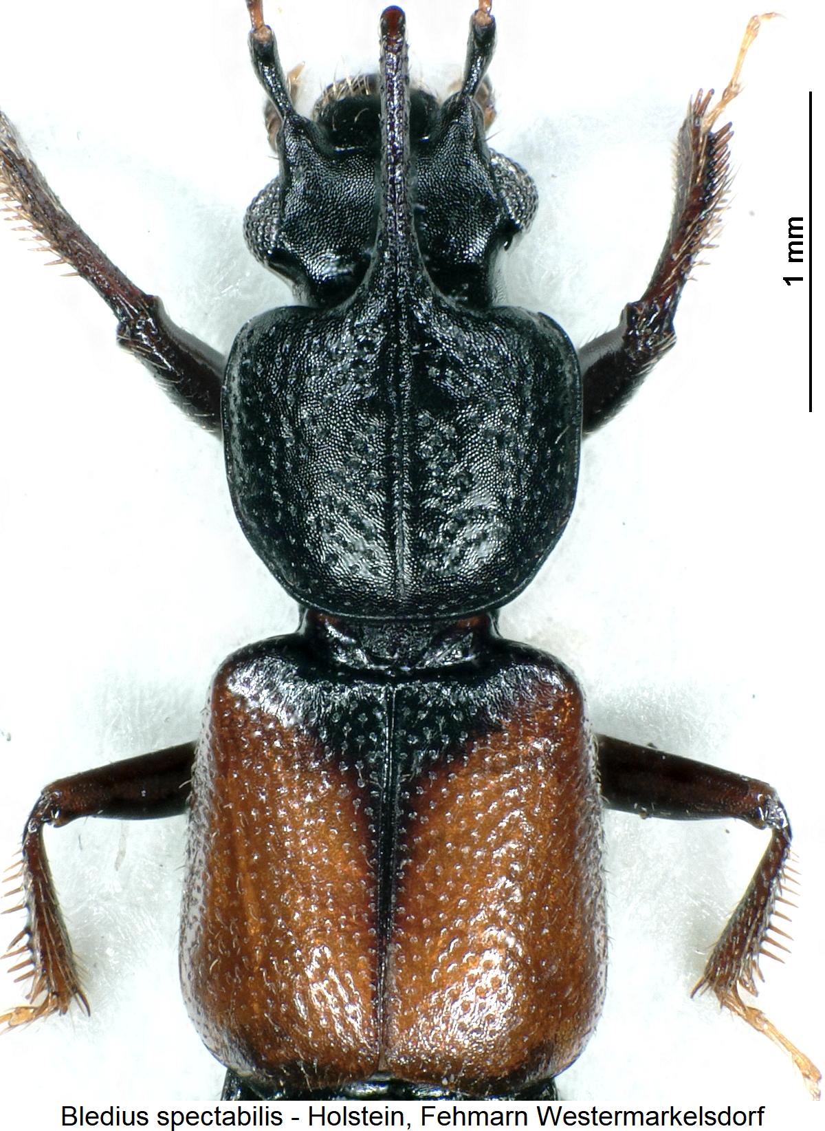 bledius_spectabilis_vk.jpg