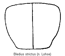 bledius_strictus_hsch.gif