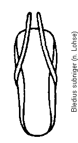 bledius_subniger.gif