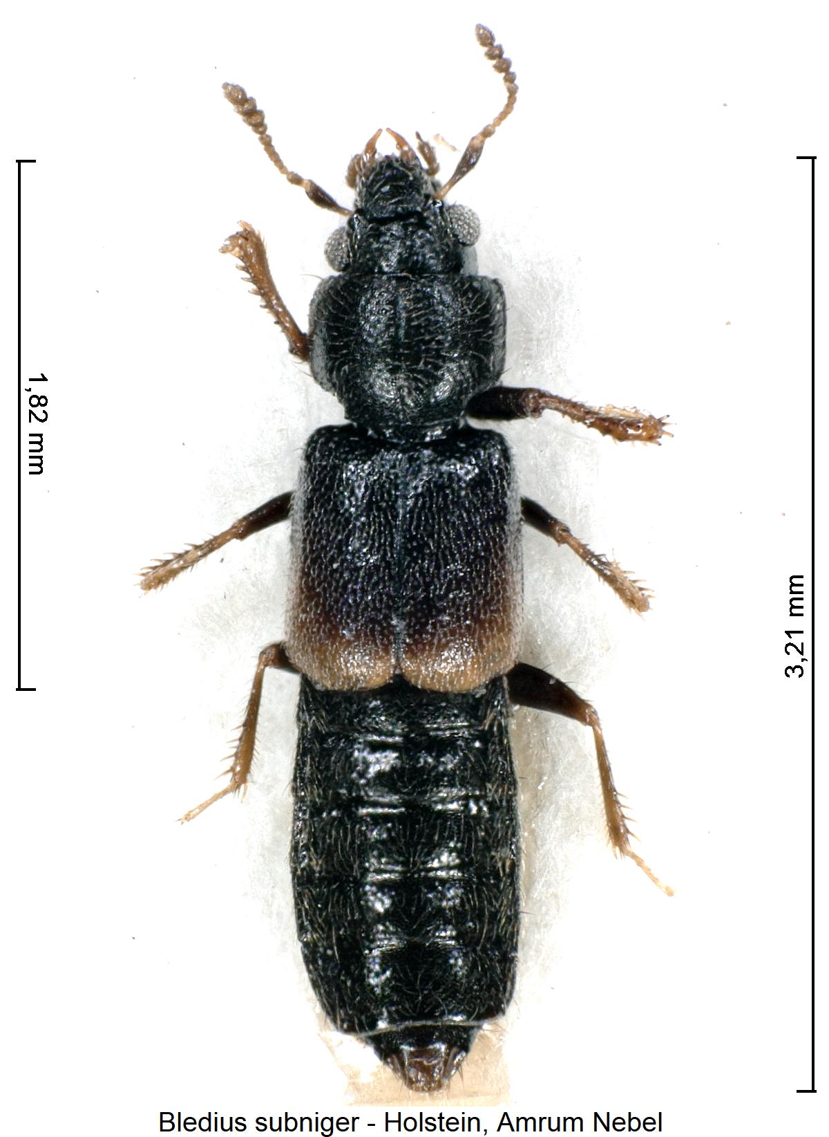 bledius_subniger_hab.jpg