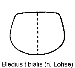 bledius_tibialis_hsch.gif