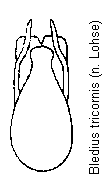bledius_tricornis.gif
