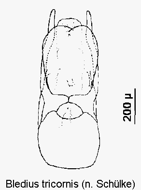 bledius_tricornis1.gif