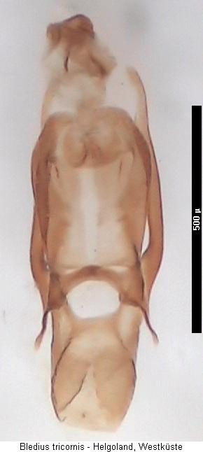 bledius_tricornis2.jpg