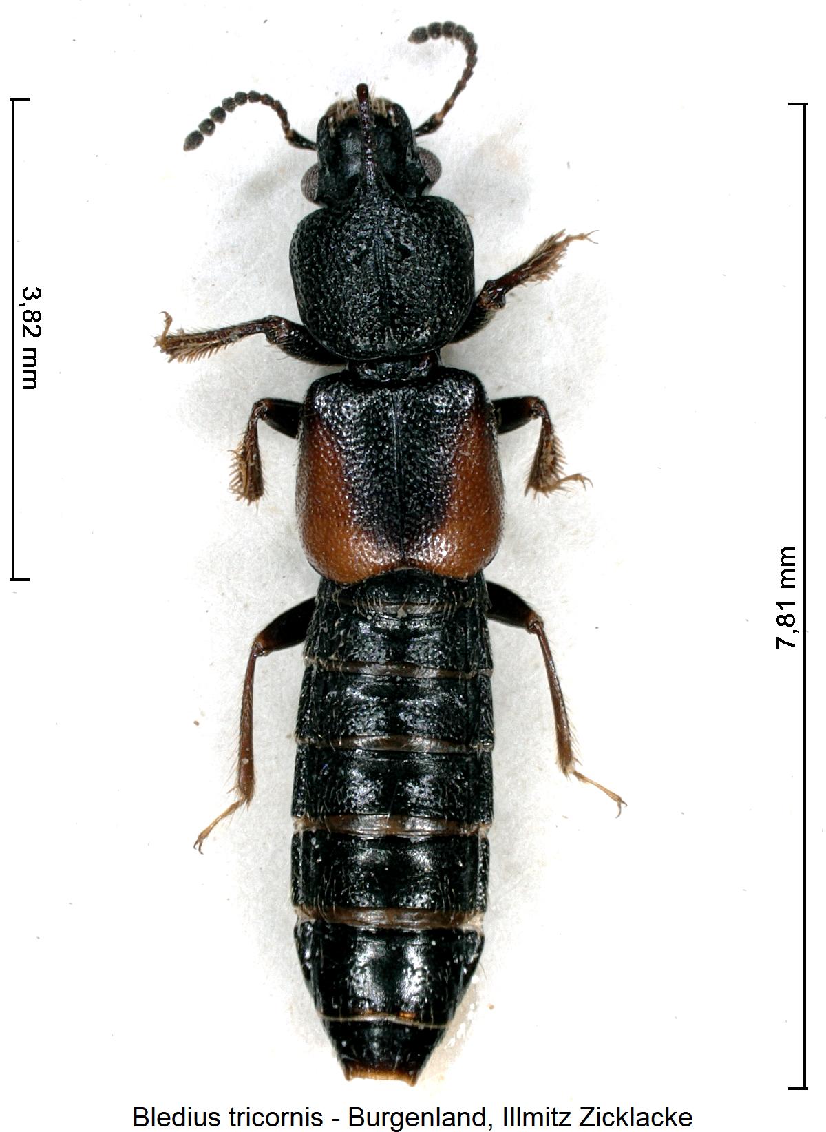 bledius_tricornis_hab.jpg