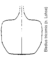bledius_tricornis_hsch.gif