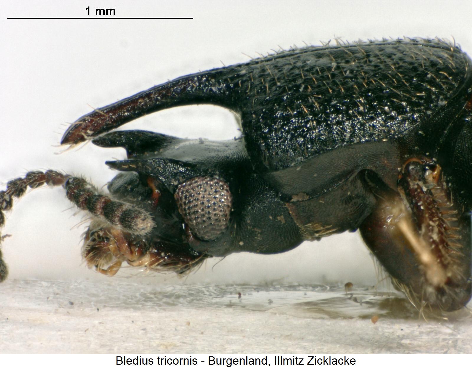 bledius_tricornis_sa.jpg
