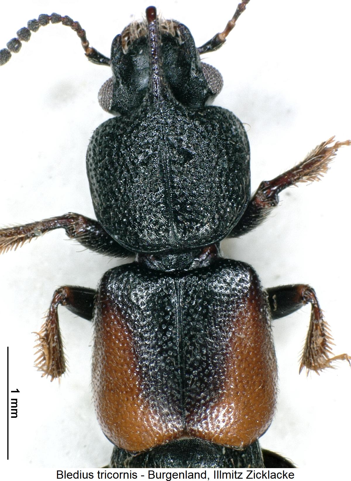 bledius_tricornis_vk1.jpg