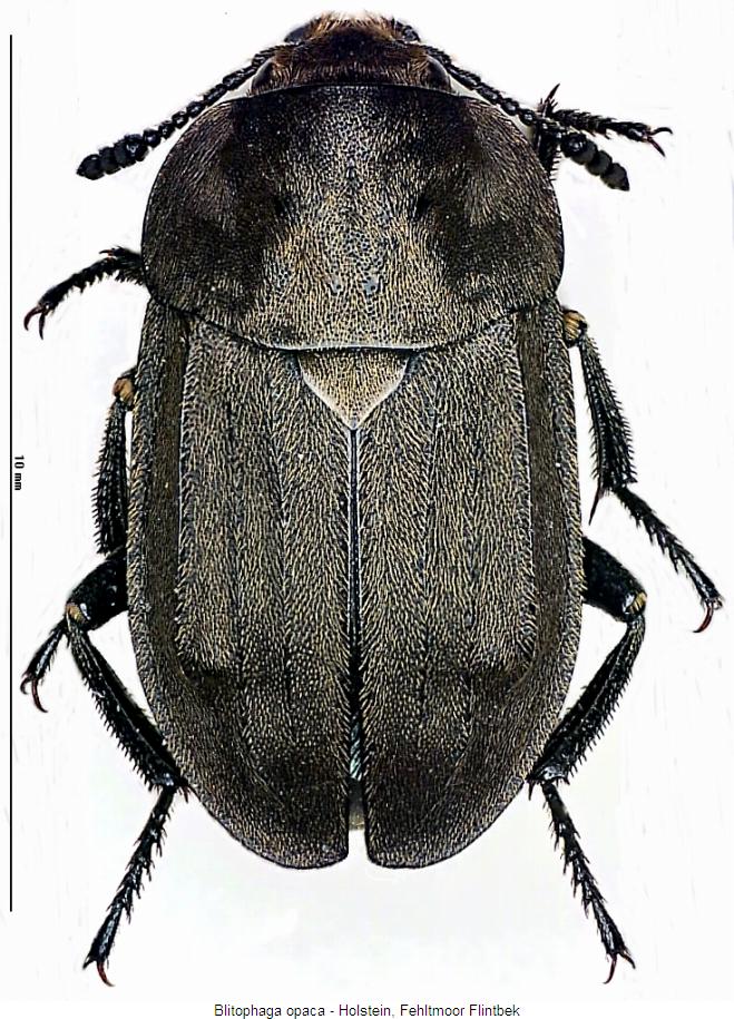 blitophaga_opaca_hab.jpg