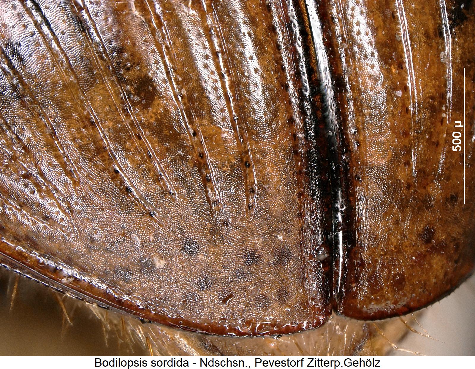 bodilopsis_sordida_fld.jpg