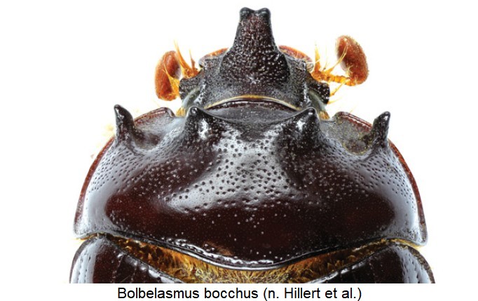 bolbelasmus_bocchus_vk.jpg