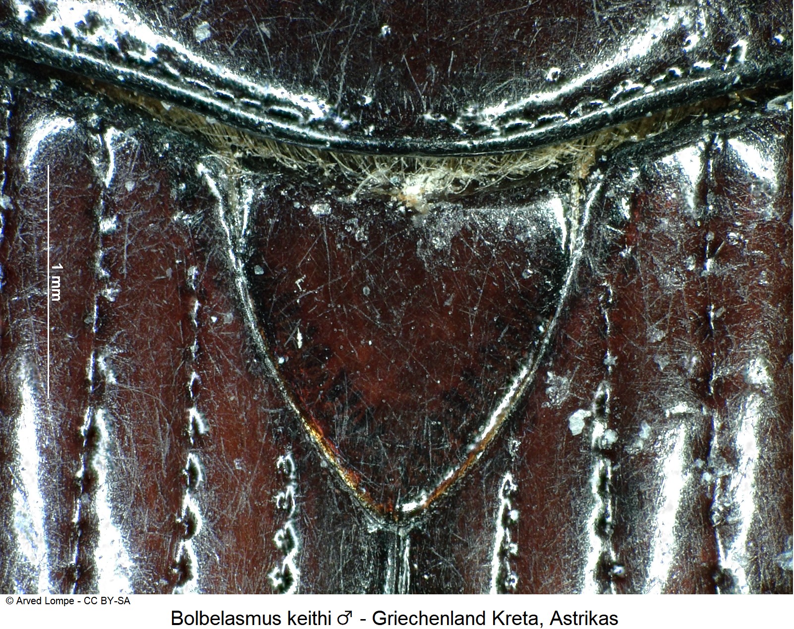 bolbelasmus_keithi_m_ck37572714_scut.jpg
