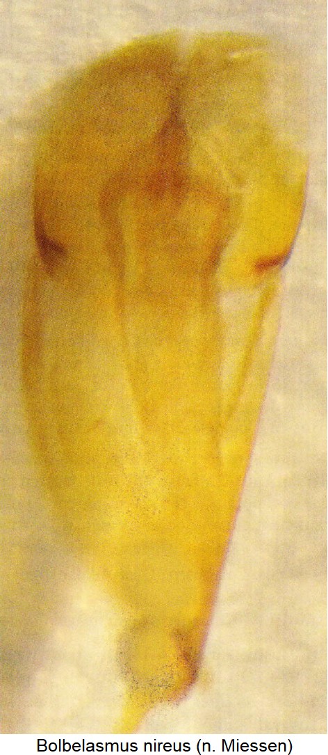 bolbelasmus_nireus.jpg