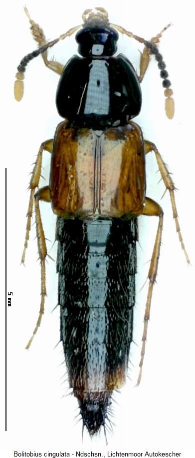 bolitobius_cingulata_hab.jpg