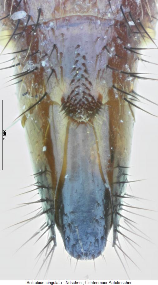 bolitobius_cingulata_ster.jpg