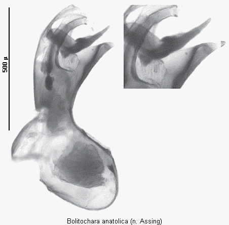 bolitochara_anatolica.gif
