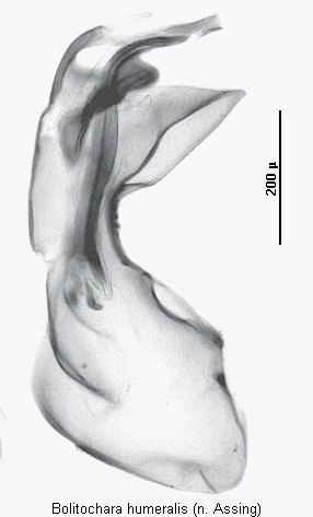 bolitochara_humeralis.gif