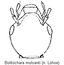 bolitochara_mulsanti_k.gif