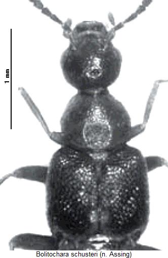 bolitochara_schusteri_vk.jpg