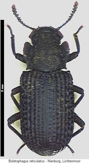 bolitophagus_reticulatus_hab.jpg