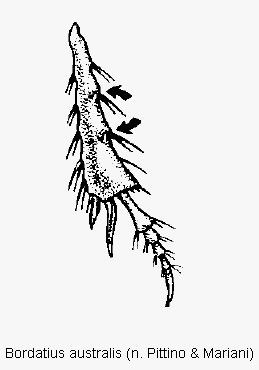 bordatius_australis_hschn.gif