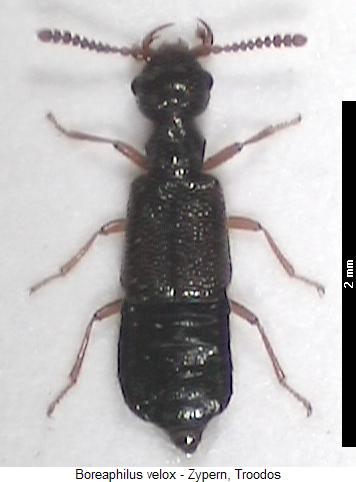 boreaphilus_velox_hab.jpg