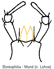 boreophilia_mund.gif