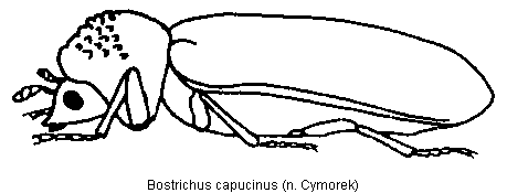 bostrichus_capucinus_hab.gif