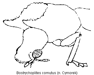 bostrychoplites_cornutus_vk.gif