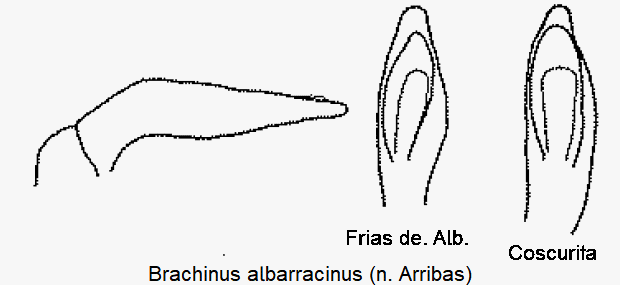 brachinus_albarracinus-2.gif