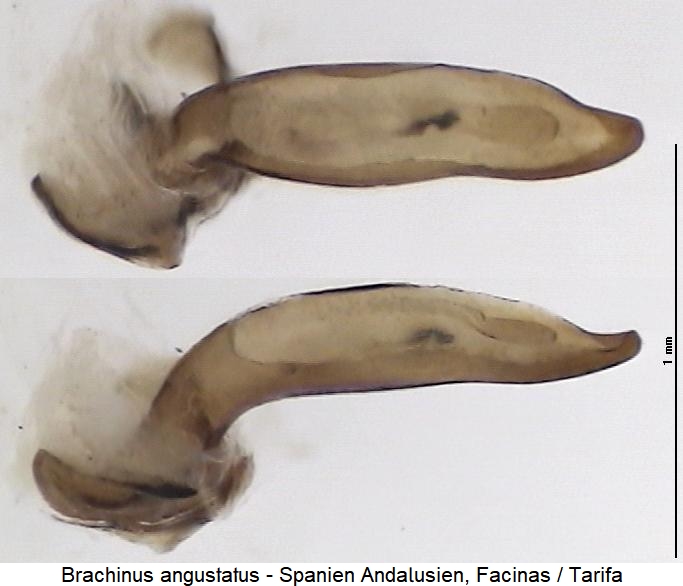 brachinus_angustatus.jpg