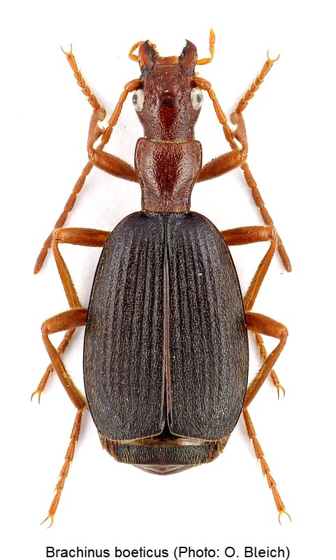 brachinus_boeticus_hab.jpg