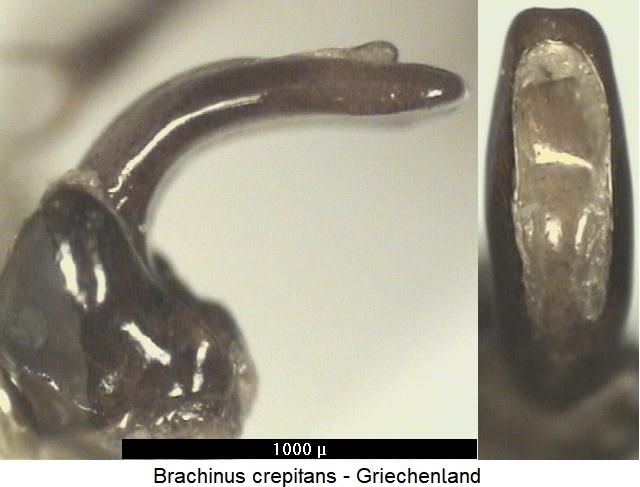 brachinus_crepitans.jpg