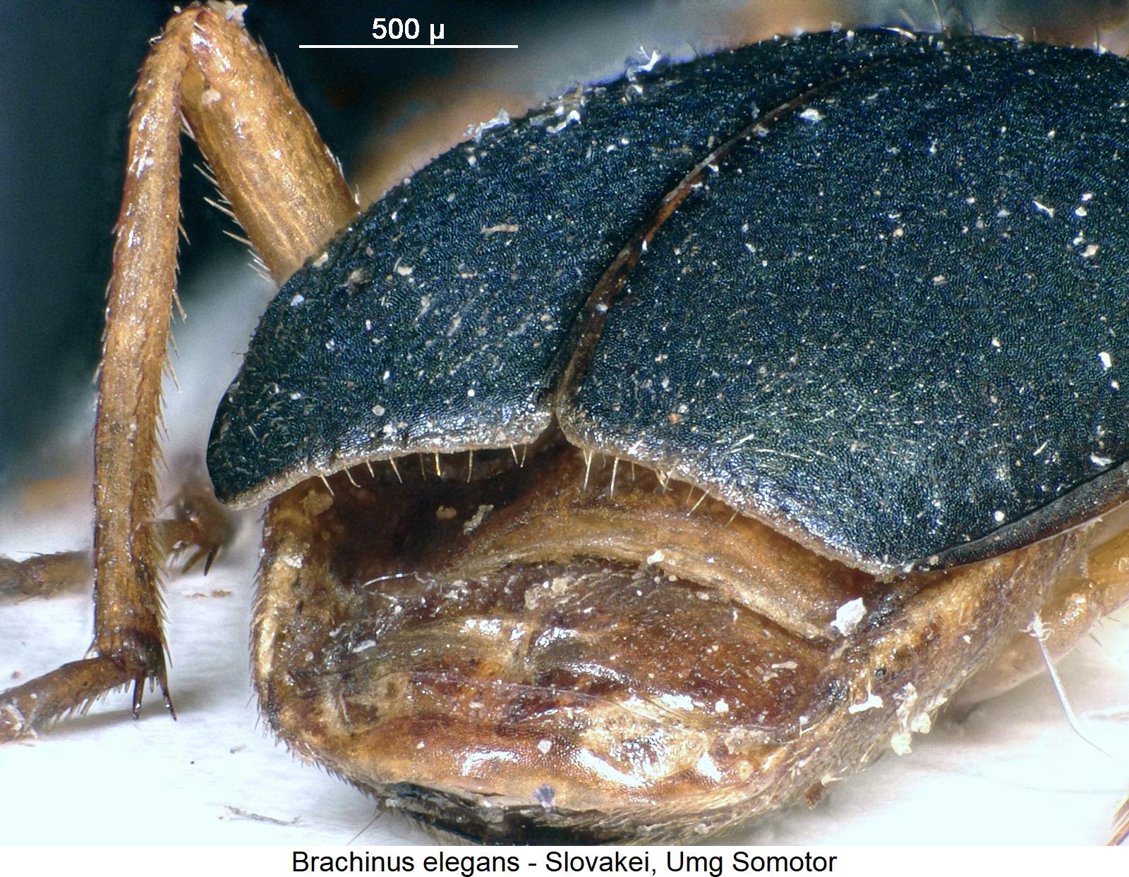 brachinus_elegans_fld.jpg