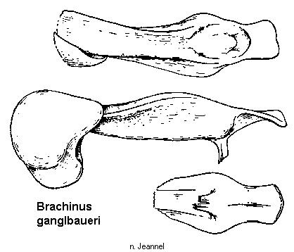 brachinus_ganglbaueri.gif