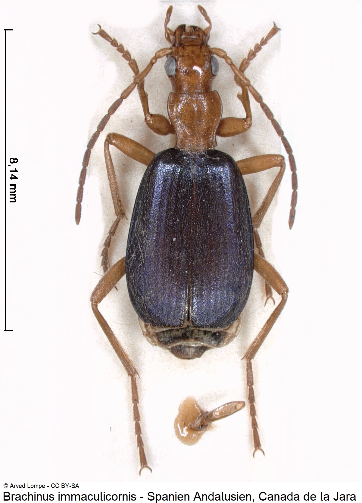 brachinus_immaculicornis_ck18045_hab.jpg