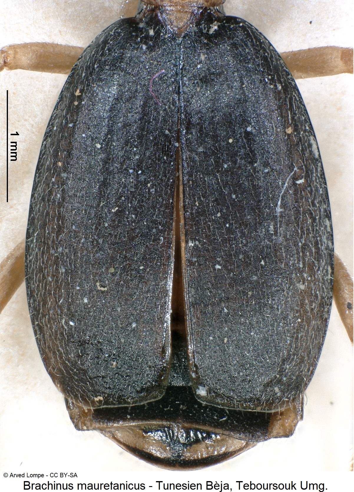 brachinus_mauretanicus_ck19506_fld.jpg