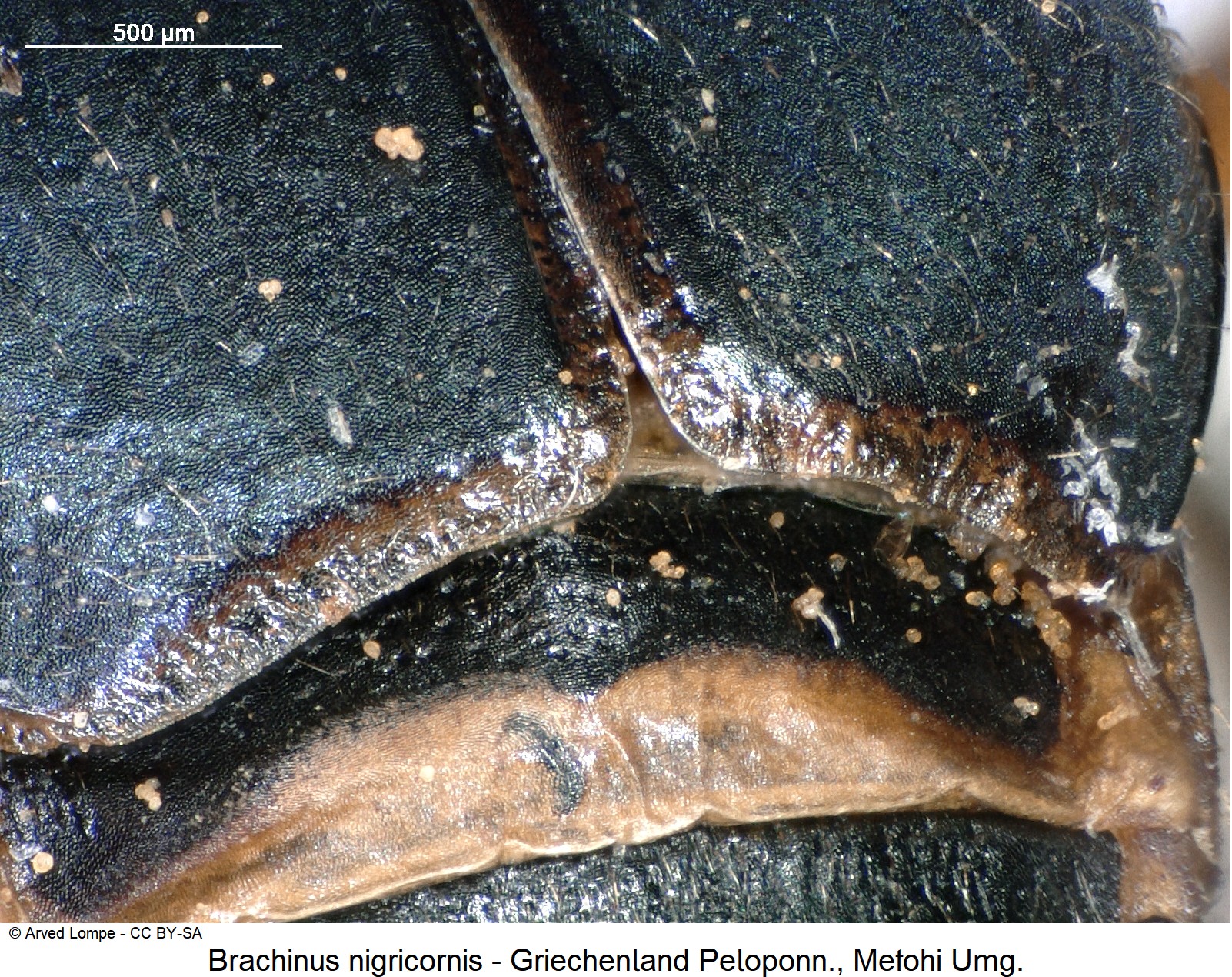 brachinus_nigricornis_ck21123_dec.jpg