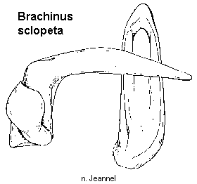 brachinus_sclopeta.gif