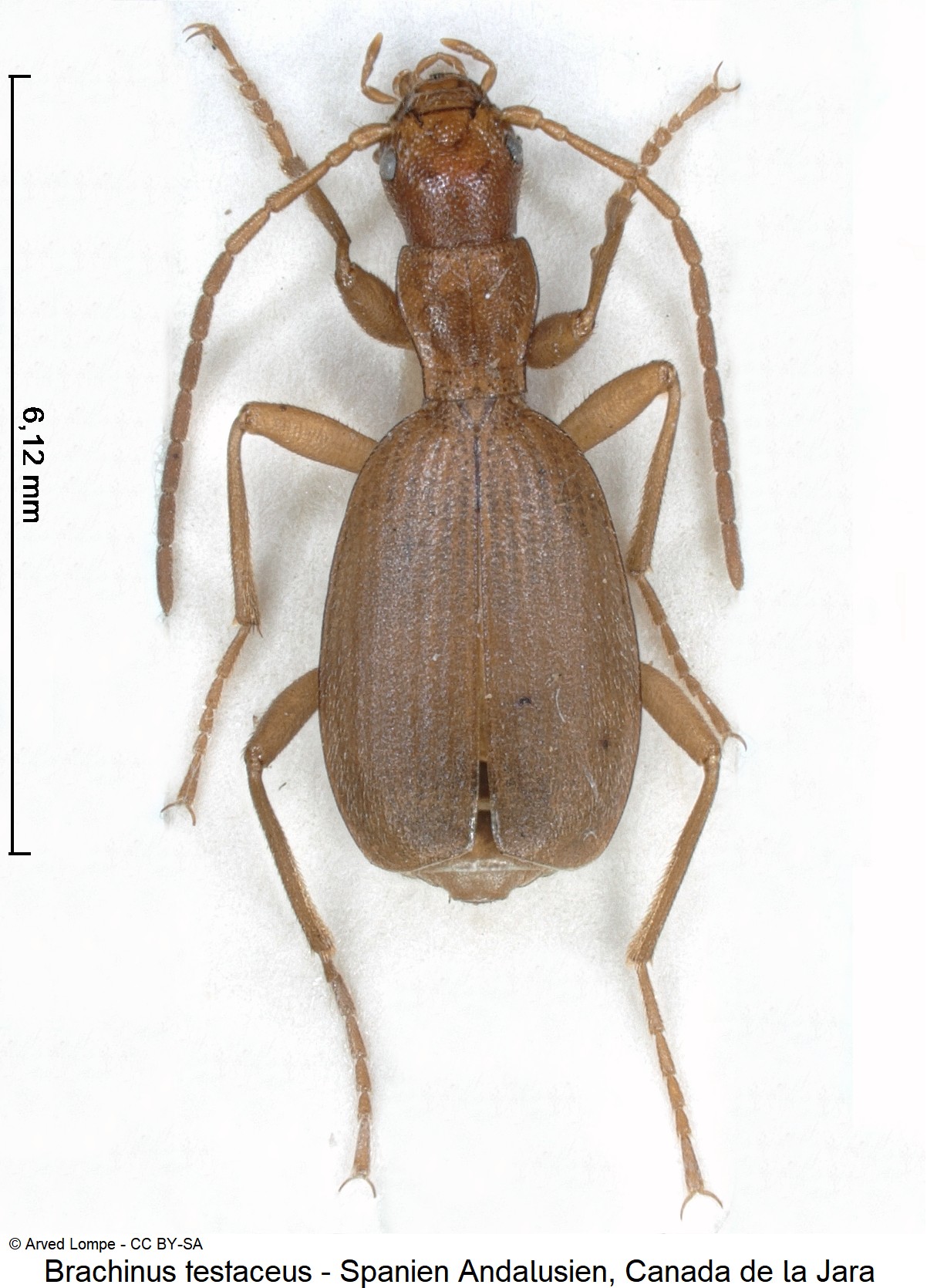 brachinus_testaceus_ck18027_hab.jpg