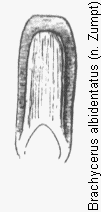 brachycerus_albidentatus.gif