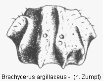brachycerus_argillaceus_hsch.gif
