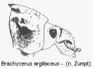 brachycerus_argillaceus_vk.gif