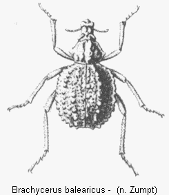 brachycerus_balearicus_hab.gif
